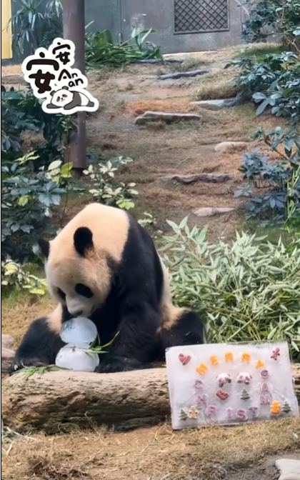 大熊貓嘆聖誕大餐。(海洋公園)