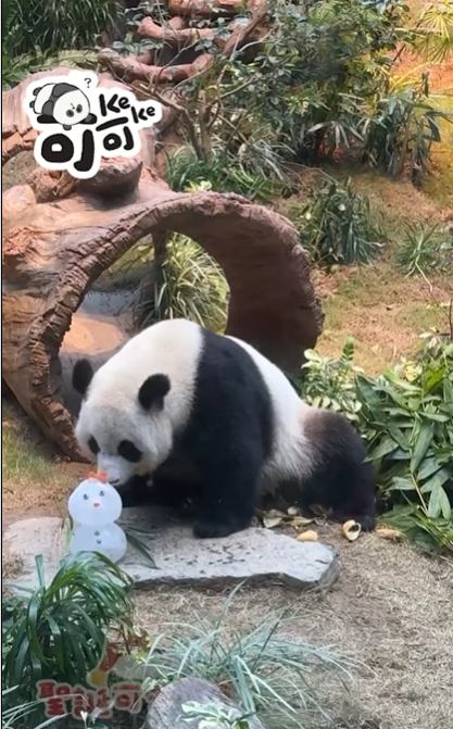 大熊貓嘆聖誕大餐。(海洋公園)