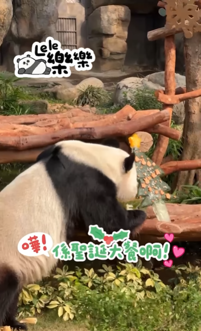 大熊貓嘆聖誕大餐。(海洋公園)