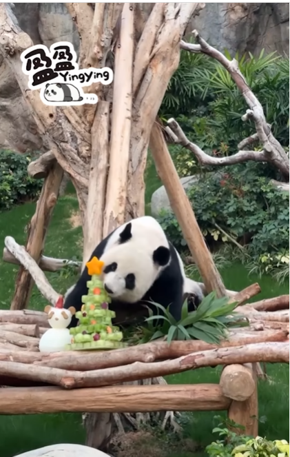 大熊貓嘆聖誕大餐。(海洋公園)