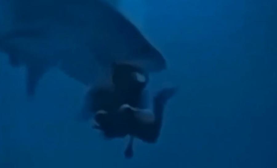 一條虎鯊突然靠近女遊客背後,張開嘴巴咬住其頭部。(X)