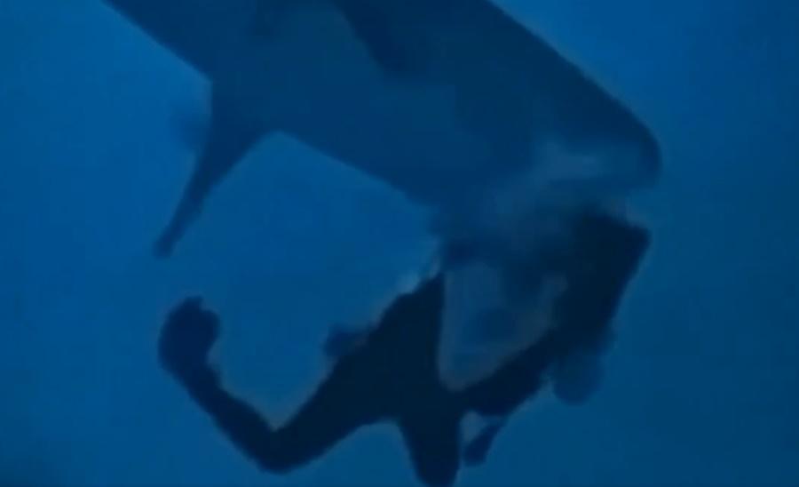 一條虎鯊突然靠近女遊客背後,張開嘴巴咬住其頭部。(X)