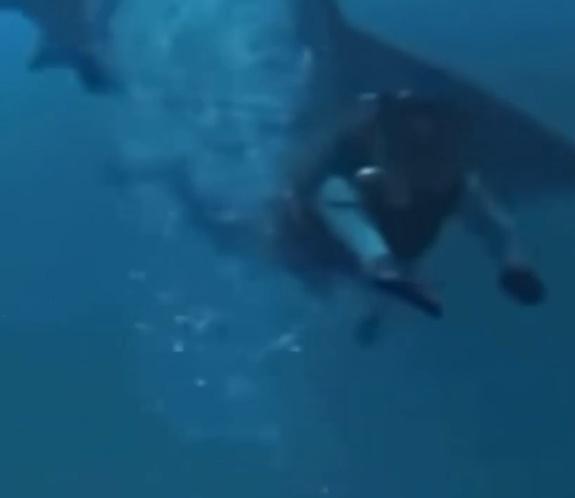 女遊客拼命掙扎,幸虎鯊迅速搖晃兩下後就鬆口。(X)