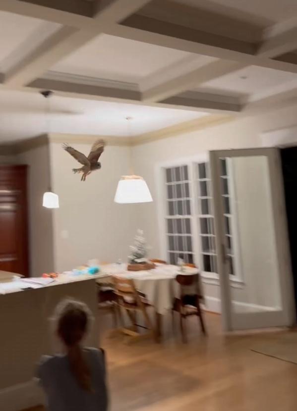 女屋主表示,當她嘗試將貓頭鷹驅趕,牠卻飛到聖誕樹上。(FB)