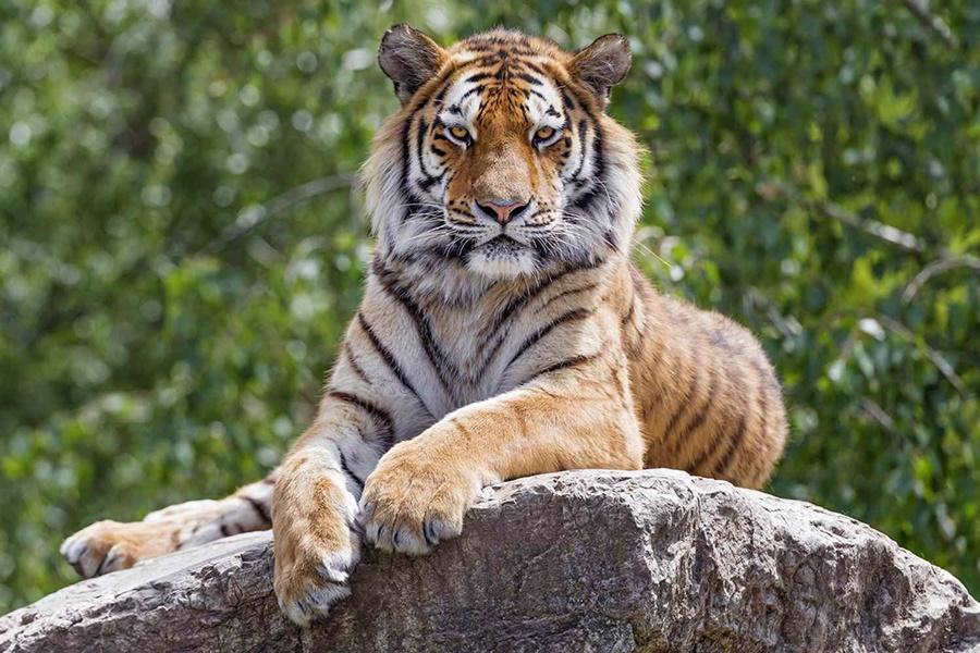 一隻老虎躲在門後立即對飼養員施襲。(非涉事老虎。網上圖片)