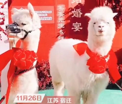 幼稚園園長指,這場讓小朋友同樂的活動,專門租借2隻羊駝。(微博)