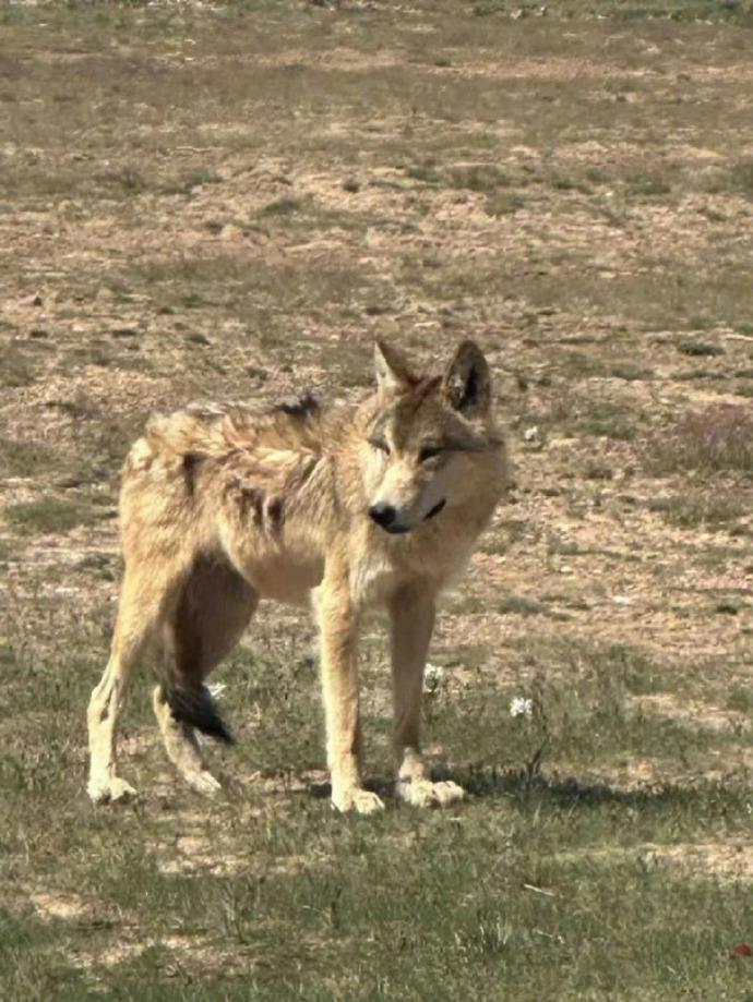 目前在公路等待遊客投喂的狼有4、5隻,被輾死的為其中一隻,未確定是哪一隻。(微博)