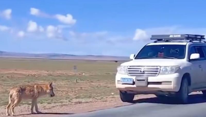 工作人員呼籲,遊客不要向野生動物投喂食物,會導致它們失去自主覓食的本領,而且降低對車輛的警惕性。(微博)