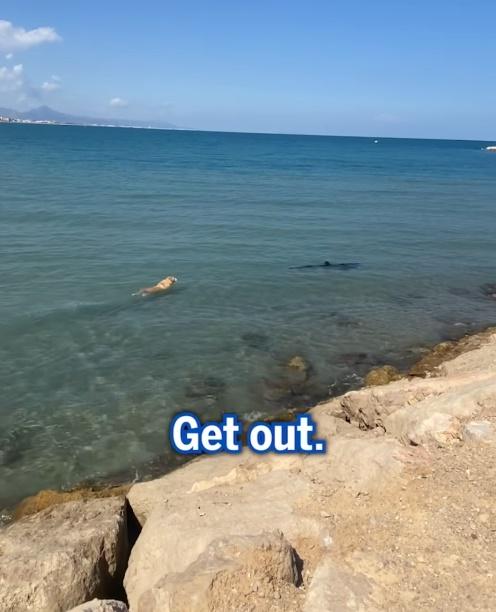 驚慌失措的主人幾乎崩潰,大聲懇求狗狗轉身回來。(FB)