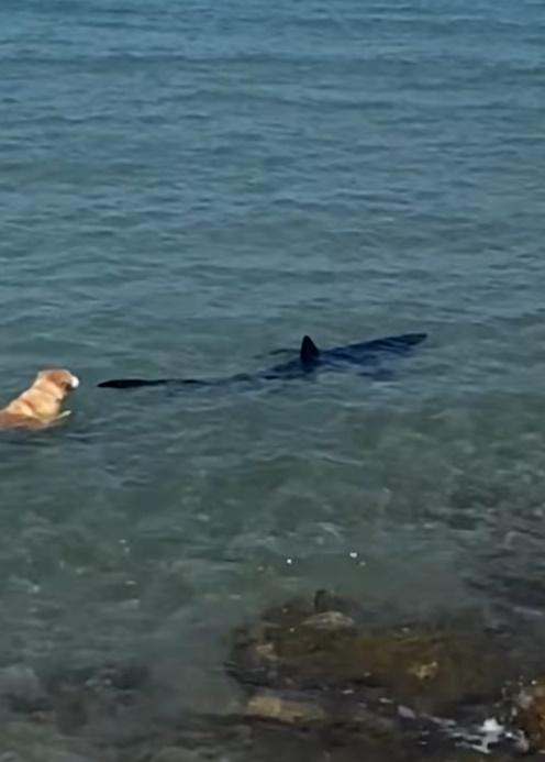 狗狗太貪玩,甚至輕咬一咬鯊魚的魚鰭端,畫面看得人膽顫心驚。(FB)