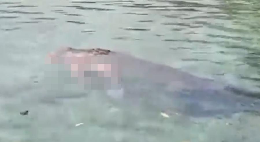 大約1小時後,涉事巨鱷再次浮出水面,口中緊咬著Zihura的遺體。(X)