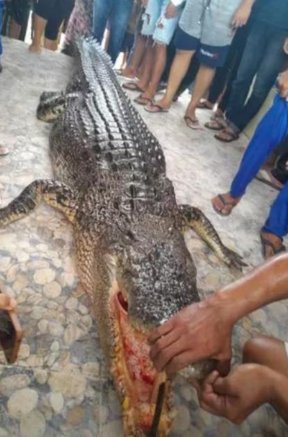 事件發生後,當地警方和士兵展開行動,成功擊斃這條巨鱷。(X)