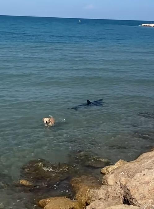 狗狗終放棄與鯊魚玩耍的念頭,轉身游回岸。(FB)