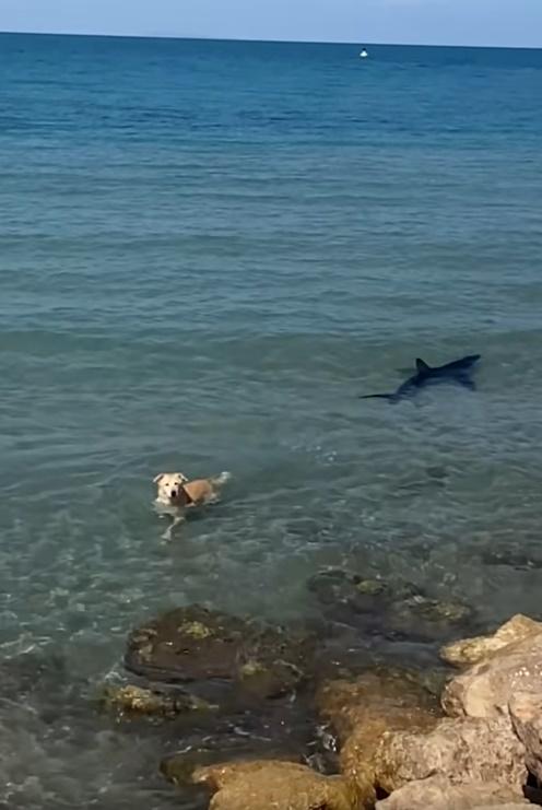 狗狗表情更一臉呆萌,令人哭笑不得。(FB)