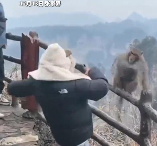 男遊客率先出手,幾度揮拳攻擊猴子,逼得猴子跳到欄杆外圍閃避。(微博)