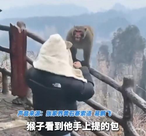 男子連環揮拳,猴子被逼退到欄杆最底層。(微博)