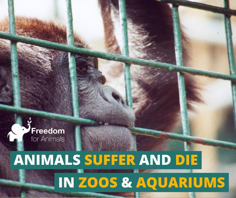 坎布里亞郡南湖野生動物園(South Lakes Safari Zoo)被冠以「英國最差動物園」。(圖/Freedom for Animals)