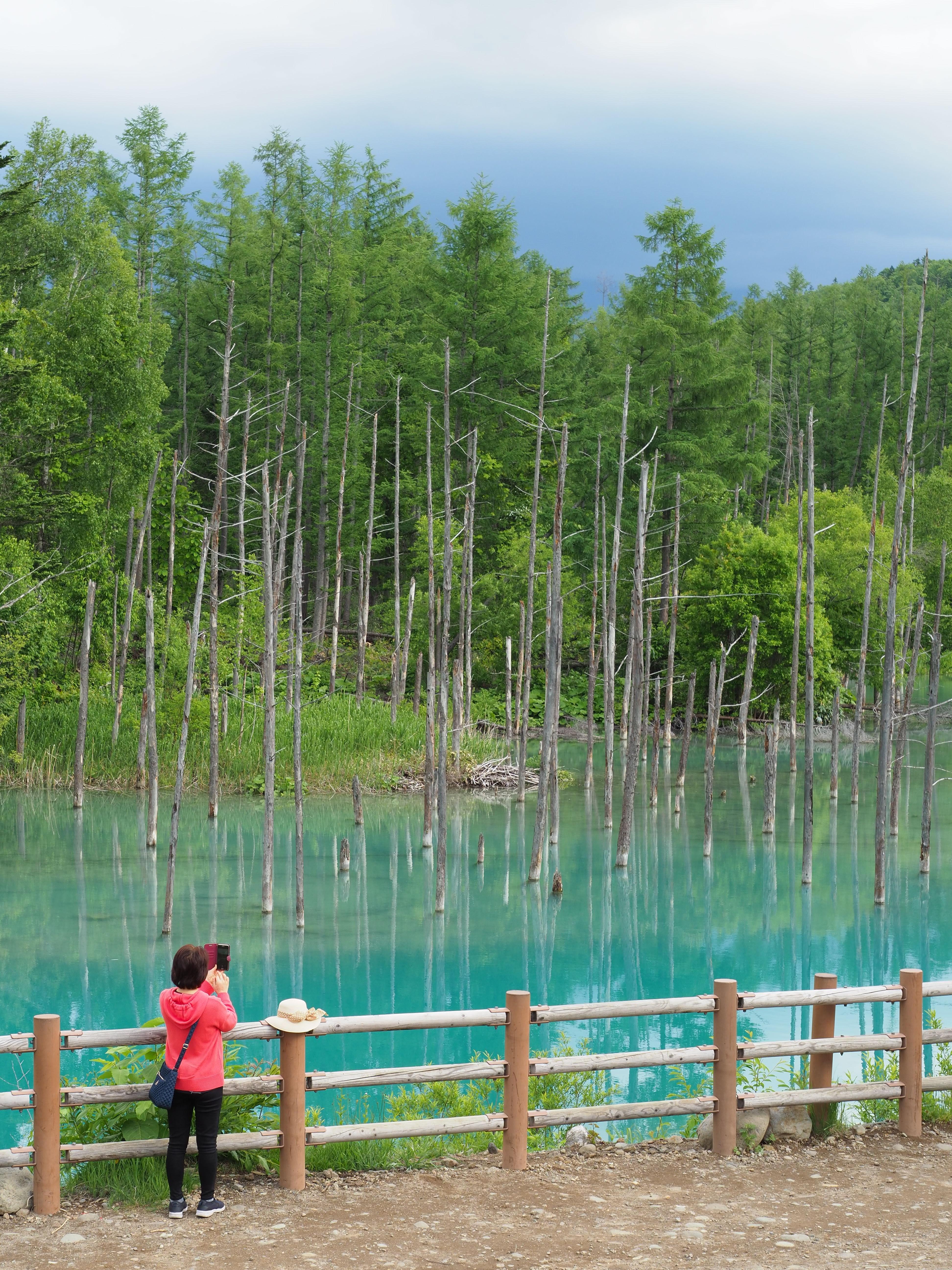 碧青的池水中佈滿白樺枯木,倒映池上,美景神秘又浪漫。