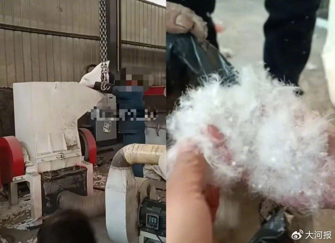 刀翎羽毛加工前後。(微博圖片)