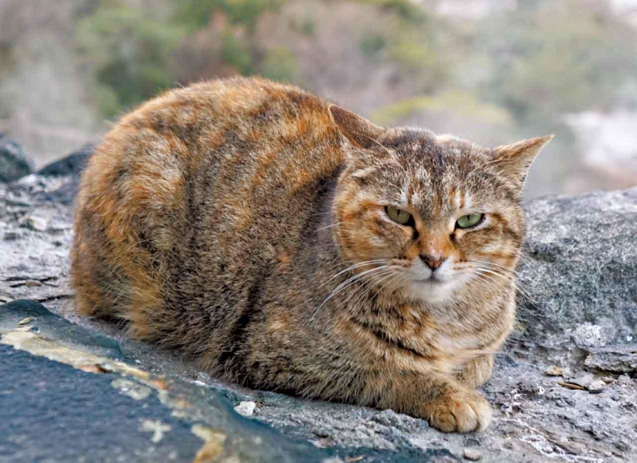 日本長崎雲仙地獄溫泉