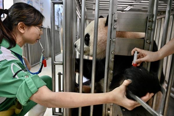 護理員以針筒輕觸安安的手臂,讓牠熟習抽血過程。(政府新聞網圖片)