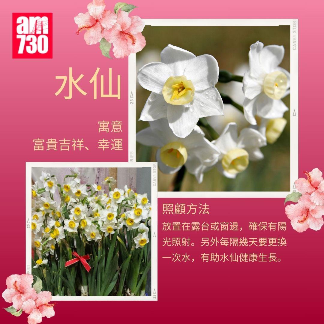 年花購買指南|6種新年必買年花推薦