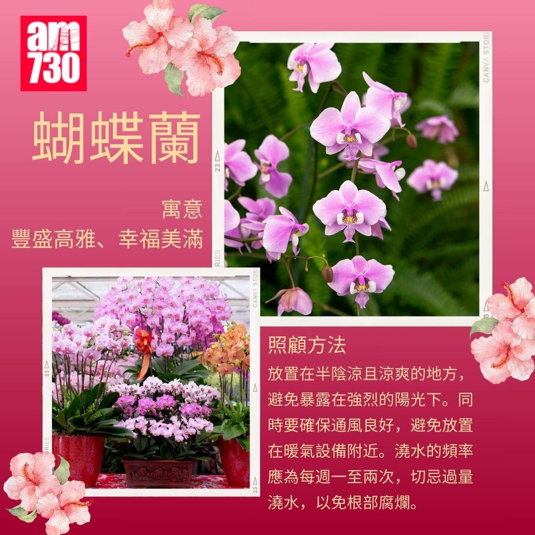 年花購買指南|6種新年必買年花推薦