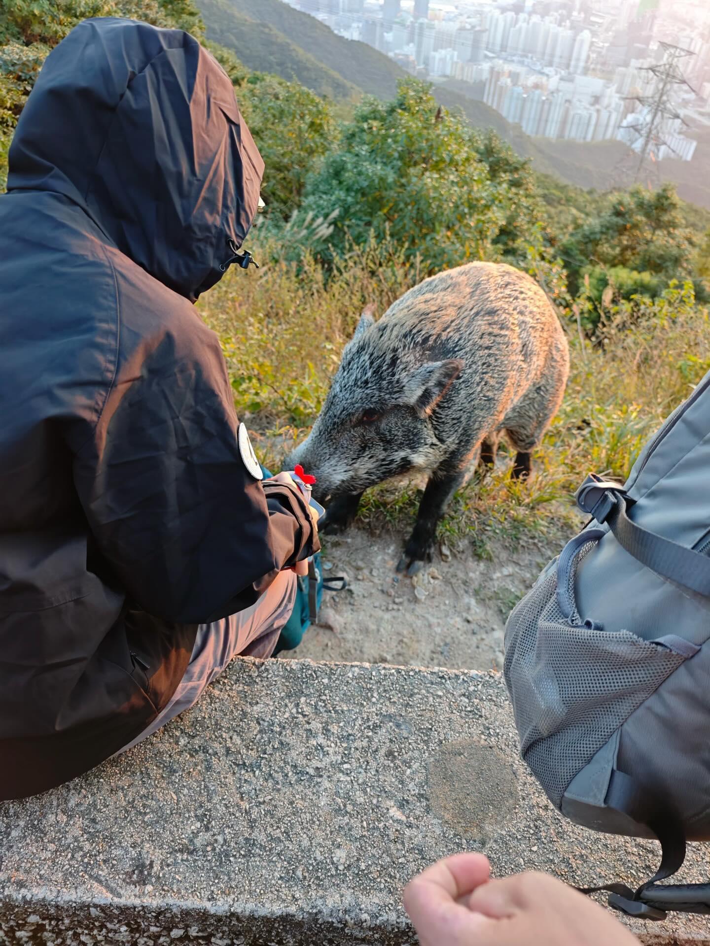 疑內地女行飛鵝山遭野豬搶背囊,男友人陡坡打野豬惹爭議。(網片截圖)