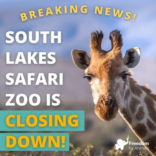 坎布里亞郡南湖野生動物園(South Lakes Safari Zoo)轉手後繼續有動物離奇死亡,最後結業。