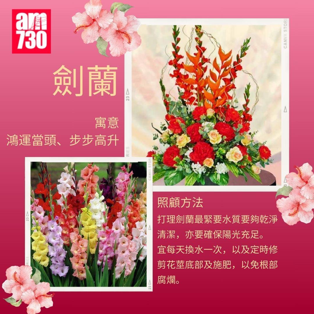 年花購買指南|6種新年必買年花推薦