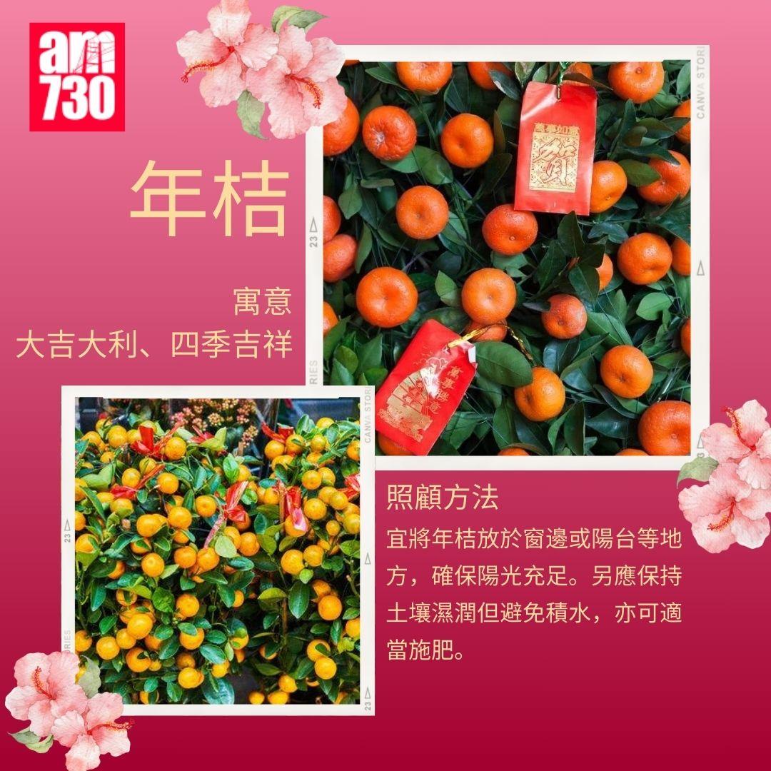 年花購買指南|6種新年必買年花推薦