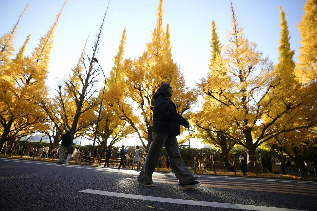 日本東京賞銀杏季節是每年11月中旬至12月上旬,公園內不少人打卡。(美聯社)