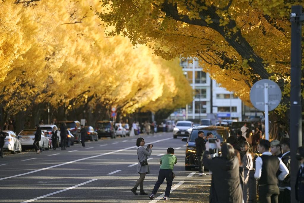 12月的東京,兩邊都是整齊的銀杏樹畫面特別。(美聯社)