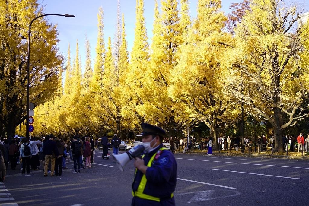 日本東京銀杏季節,當局出動人員維持秩序。(美聯社)