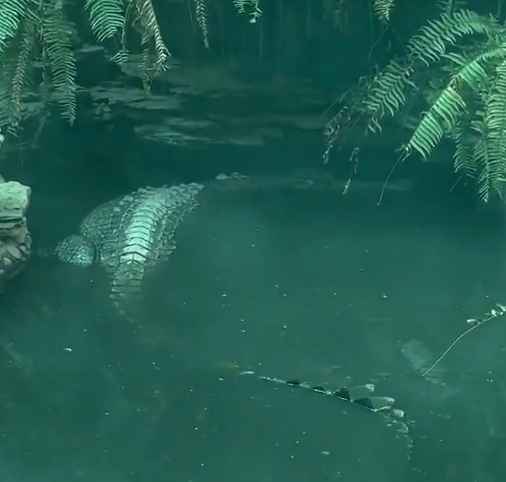 廣州鱷魚看來不太精神。