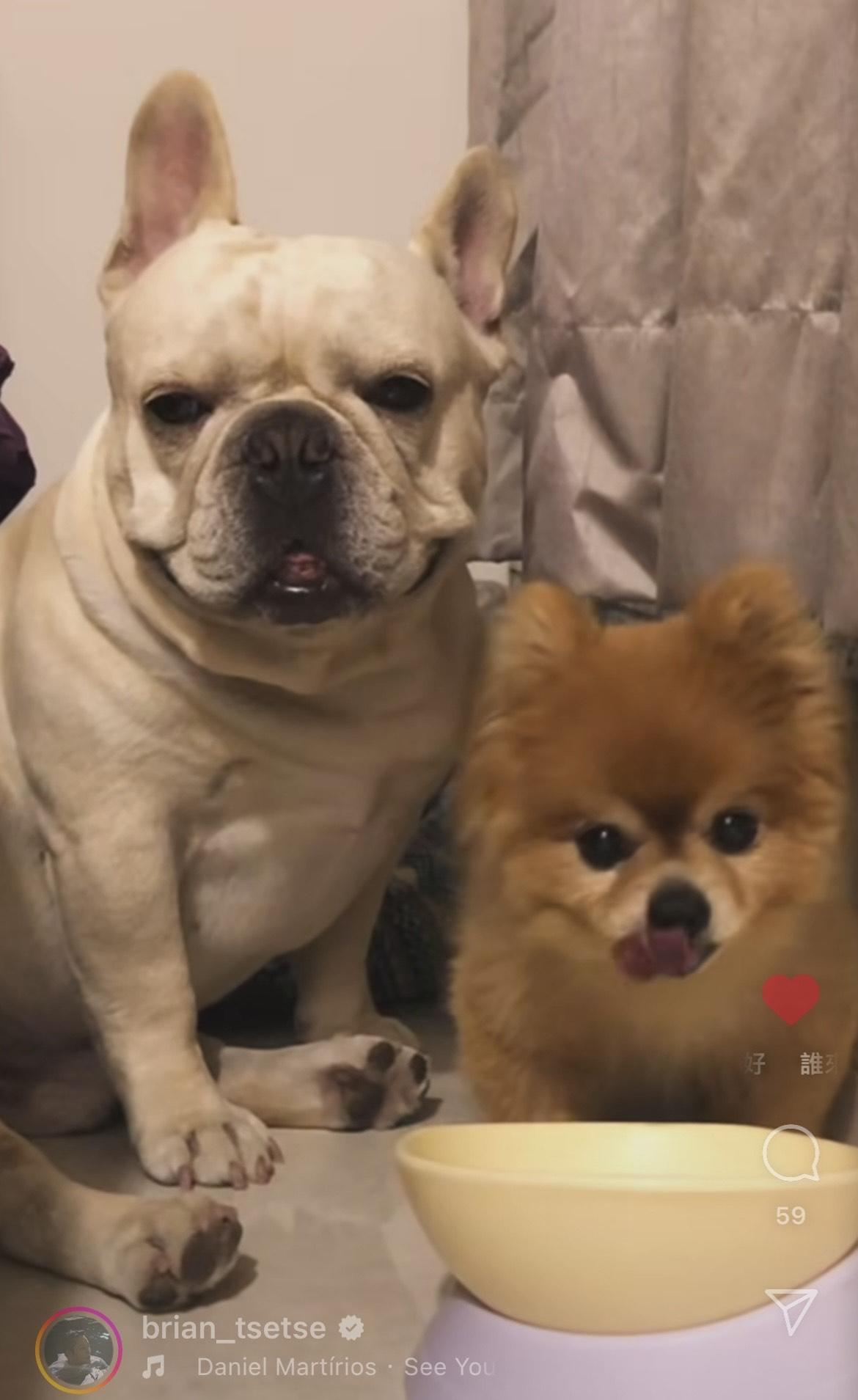 謝東閔的愛犬經常跟冬甩一齊玩。