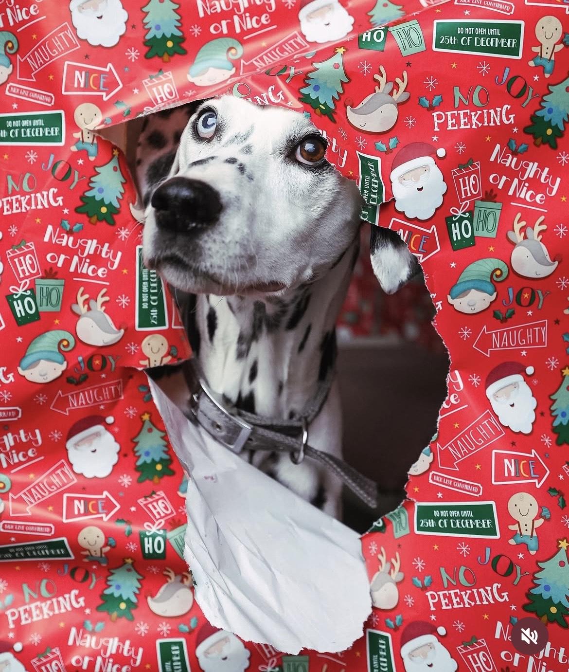 謝嘉怡的愛犬Leo情況已好轉。