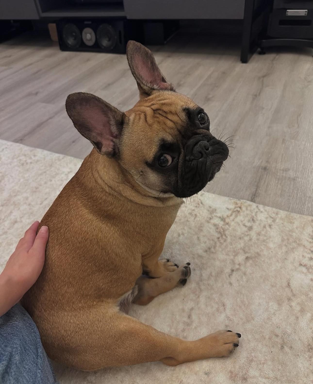 田蕊妮在社交網貼出愛犬啾咪坐着旁邊陪伴的照片。