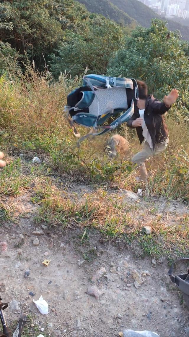 疑內地女行飛鵝山遭野豬搶背囊,男友人陡坡打野豬惹爭議。(網片截圖)
