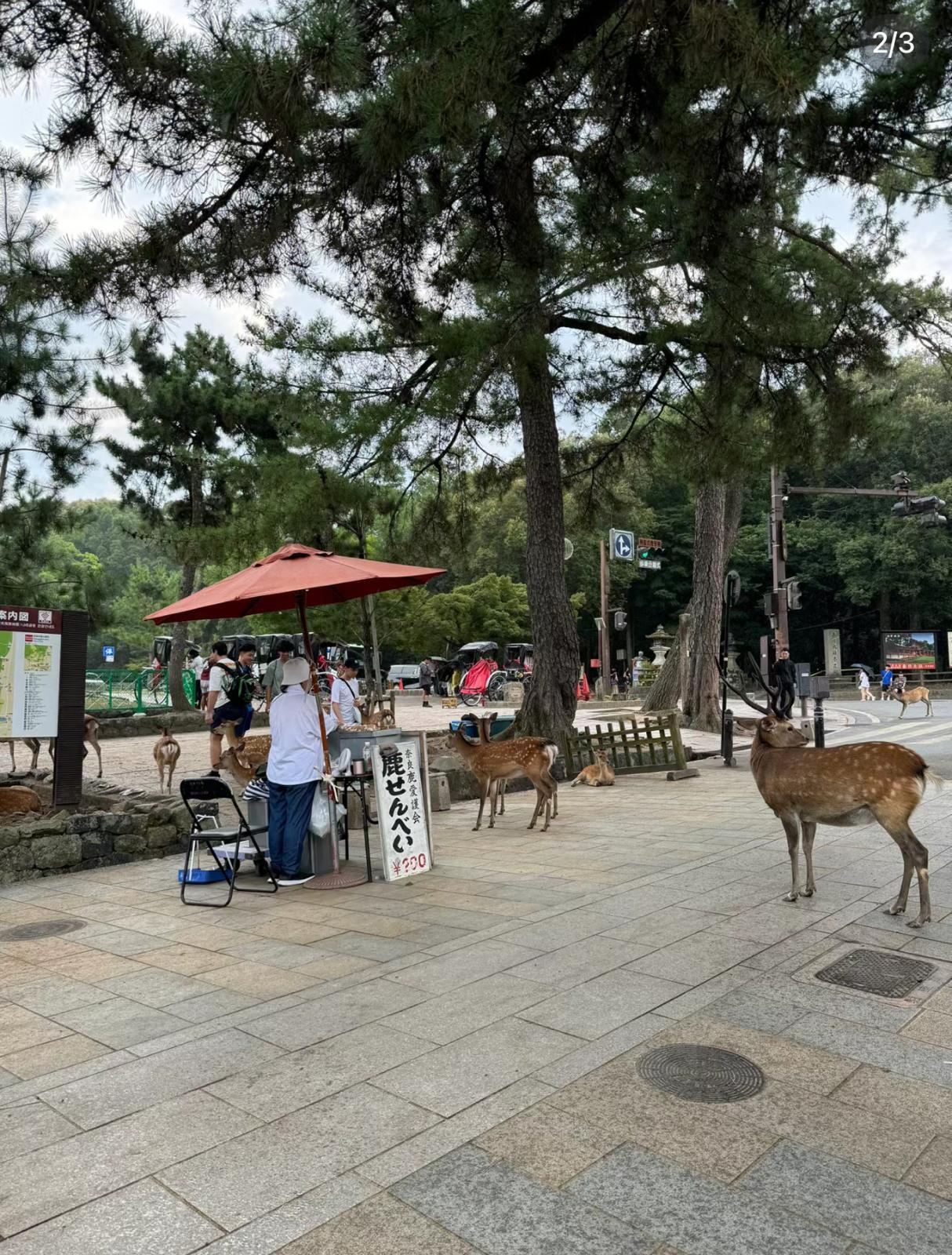 圖片來源:小紅書