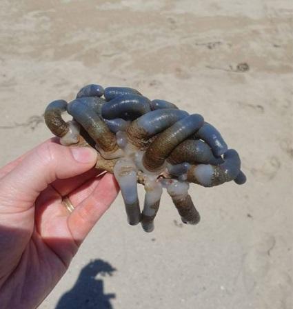 卡薩爾展示在海灘發現的古怪生物。(互聯網)