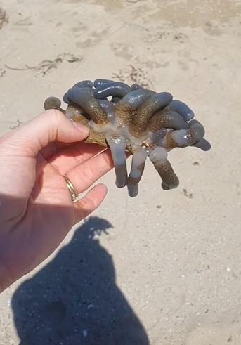 卡薩爾展示在海灘發現的古怪生物。(互聯網)