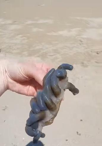 卡薩爾展示在海灘發現的古怪生物。(互聯網)