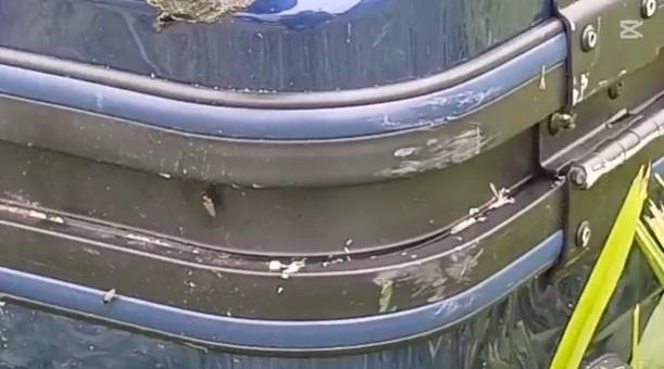 大量蛆蟲從行李箱縫隙爬出,有蒼蠅飛來飛去,十分恐怖。(互聯網)