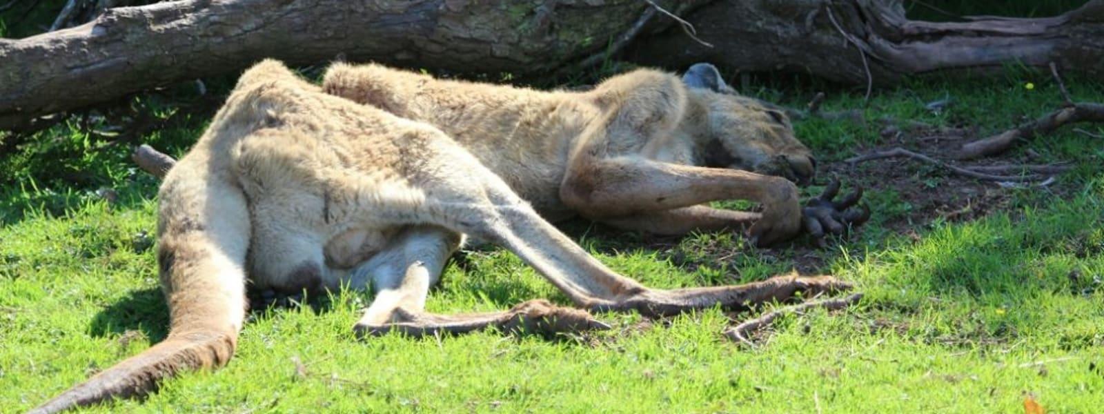 坎布里亞郡南湖野生動物園(South Lakes Safari Zoo)由富商大衛吉爾 (David Gill) 建立。