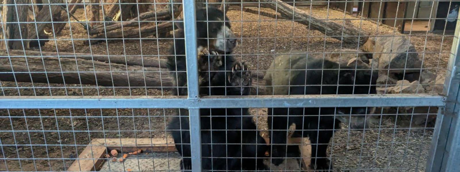 坎布里亞郡南湖野生動物園(South Lakes Safari Zoo)一名飼育員曾被蘇門答臘虎殺死。