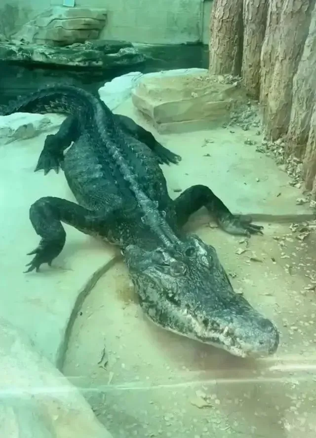 廣州鱷魚瘦得脊椎突出得十分明顯。