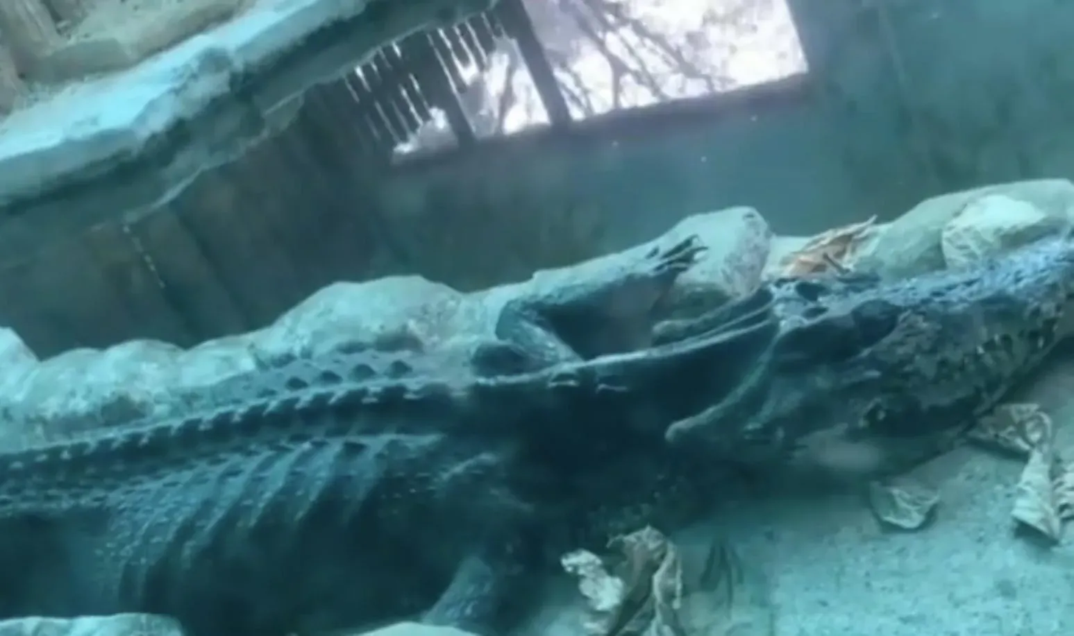 廣州鱷魚瘦得像標本,網民紛紛送上關注。