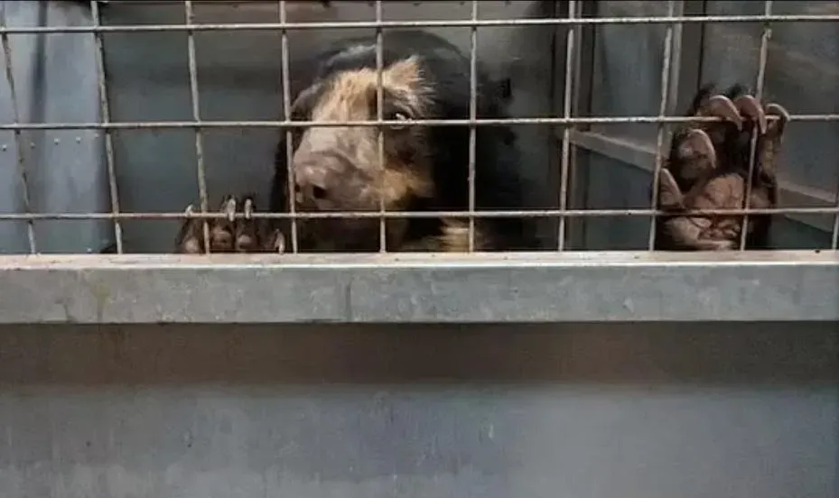 英國坎布里亞郡南湖野生動物園宣布關園。(圖/Freedom for Animals)