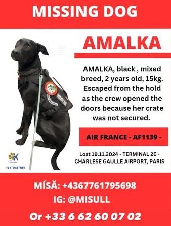 當局發放尋狗海報。(互聯網)